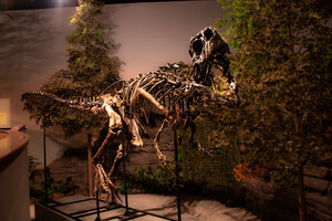 Arrival of the Apex Predator: Hidden for 150 million years