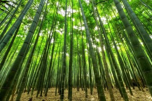 InfraBlocks Launches a Digital Platform for Bamboo Carbon Credits at NYC Climate Week