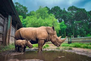 Zoofari Parks Welcomes Historic Second-Generation Rhino Calf