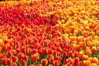 Tulip Festival